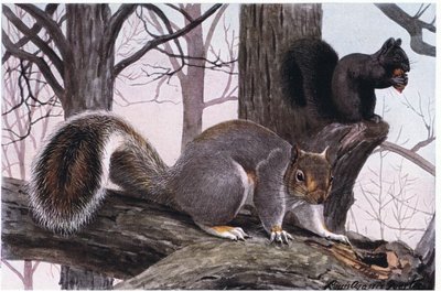 Eastern Grey Squirrel, fur is black and tan tipped in white by Louis Agassiz Fuertes